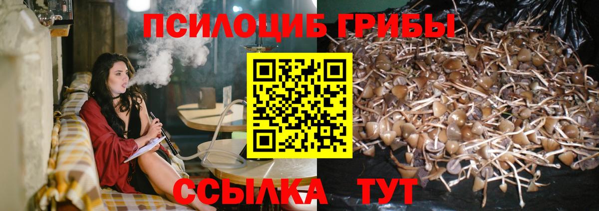 Псилоцибиновые грибы прущие грибы  Псилоцибиновые грибы GOLDEN TEACHER  купить   Омск  Вход с VPN 